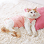 猫用品 ウェア