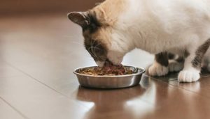 愛猫のデンタルケアを考えたフード選び！