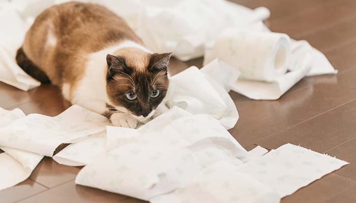 愛猫の困ったいたずらをやめさせるコツとは?