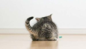 猫のしっぽは機嫌のバロメーター