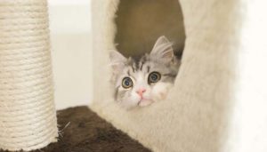 猫の感染症の一番の予防は屋内飼い、そしてワクチン接種から