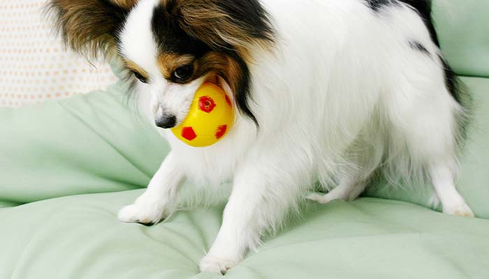 愛犬のしぐさあるある!する?しない?