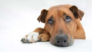 どうして足を乗せてくるの？愛犬の変なしぐさ