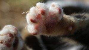 「ふみふみ」とはこんな行動です