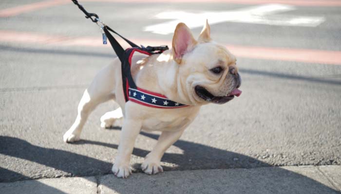 愛犬の困ったクセへのウソ・ホント?