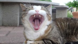 3歳以上の80％がお口のトラブルもちだなんて！