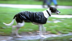 あなたは準備OK？愛犬の為の梅雨じたく