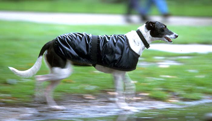 あなたは準備OK?愛犬の為の梅雨じたく