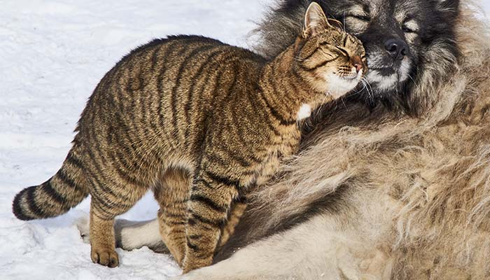 愛猫がする「すりすり」とはこんな行動です!